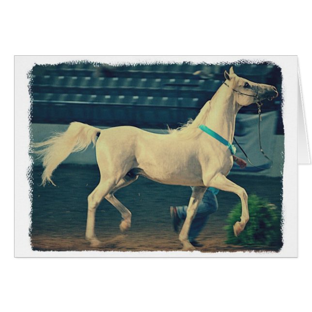 Arabian Show Horse Cards (Front Horizontal)