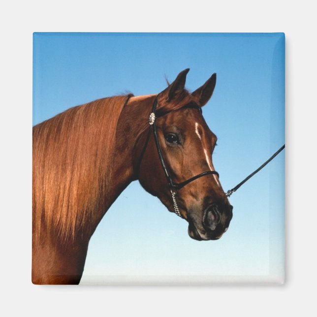 Arabian Show Horse Magnet (Front)
