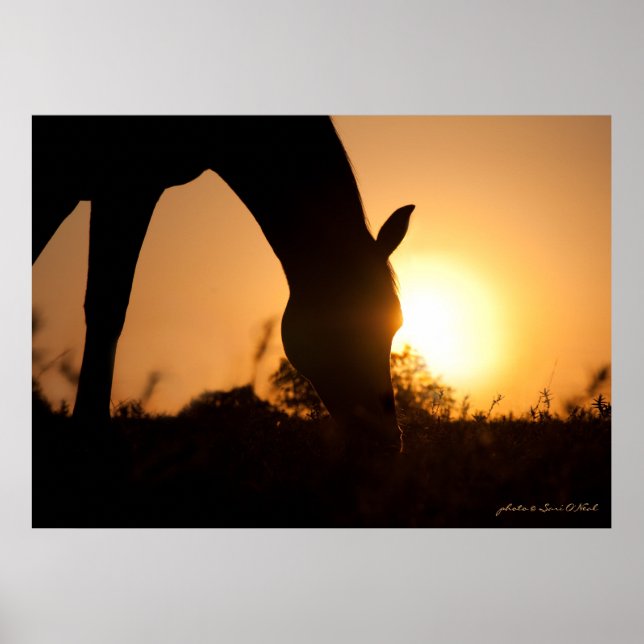 Arabian Silhouette at Sunrise Poster (Front)