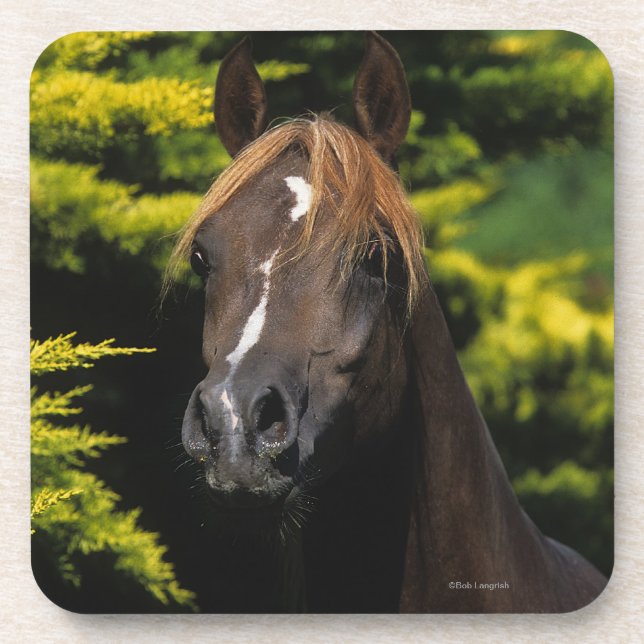 Arabian Stallion Beverage Coaster (Front)