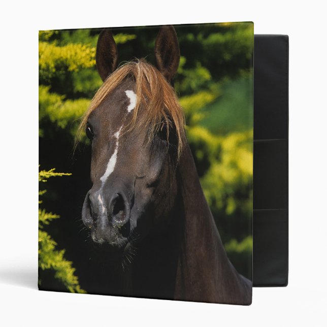 Arabian Stallion Binder (Front/Inside)