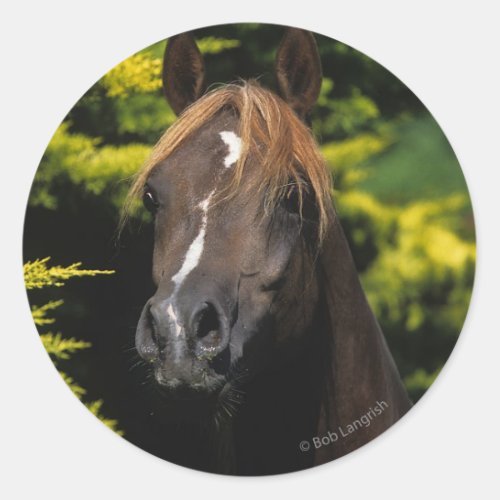 Arabian Stallion Classic Round Sticker