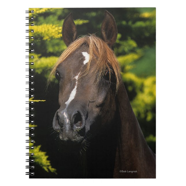 Arabian Stallion Notebook (Front)