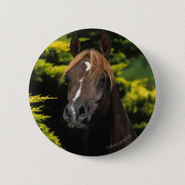 Arabian Stallion Pinback Button (Front)