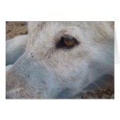 Arabian Wolf (Front Horizontal)