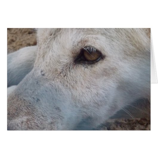 Arabian Wolf (Front Horizontal)