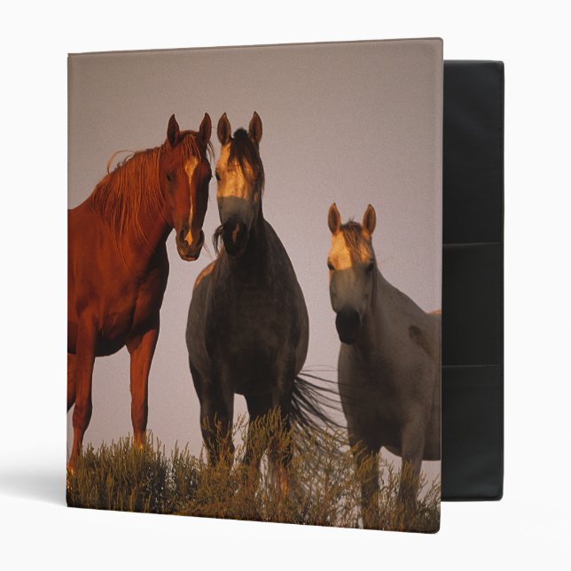 Arabs at Sunset 3 Ring Binder (Front/Inside)