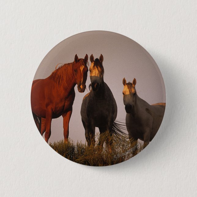 Arabs at Sunset Pinback Button (Front)
