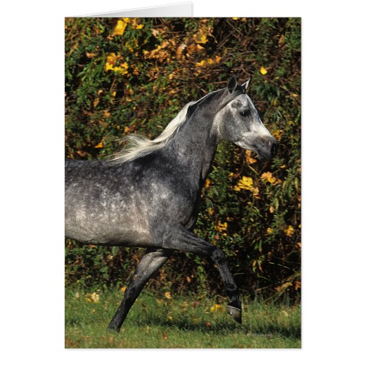 Arabs Running: Autumn (Front)