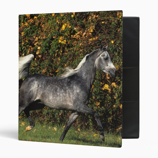 Arabs Running: Autumn Binder (Front/Inside)