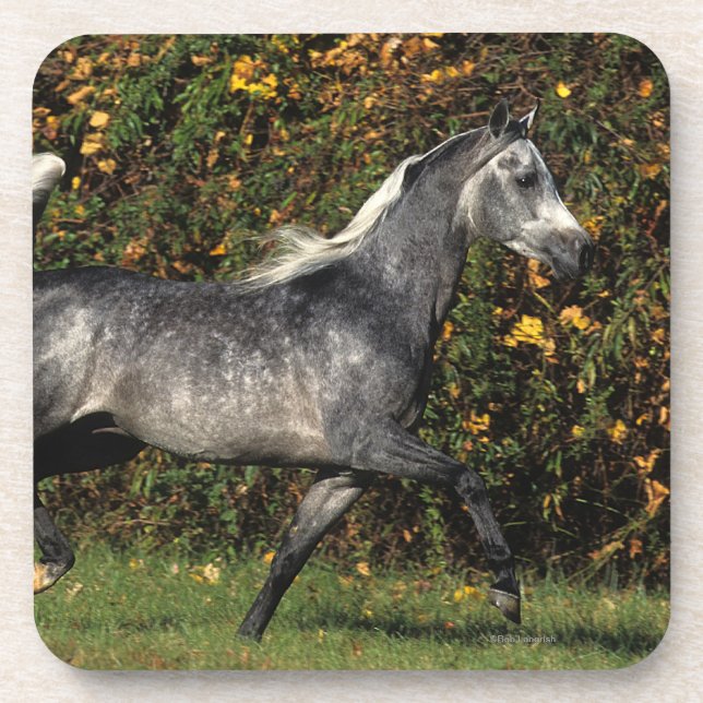 Arabs Running: Autumn Drink Coaster (Front)