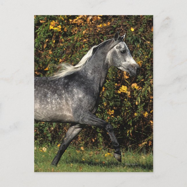 Arabs Running: Autumn Postcard (Front)