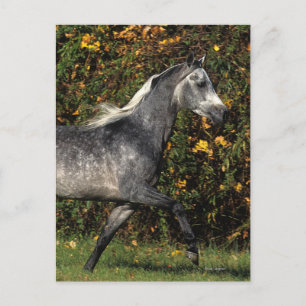 Arabs Running: Autumn Postcard