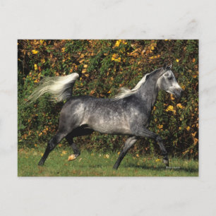 Arabs Running: Autumn Postcard