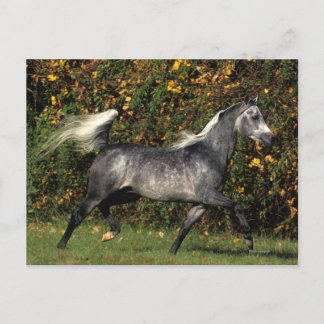 Arabs Running: Autumn Postcard