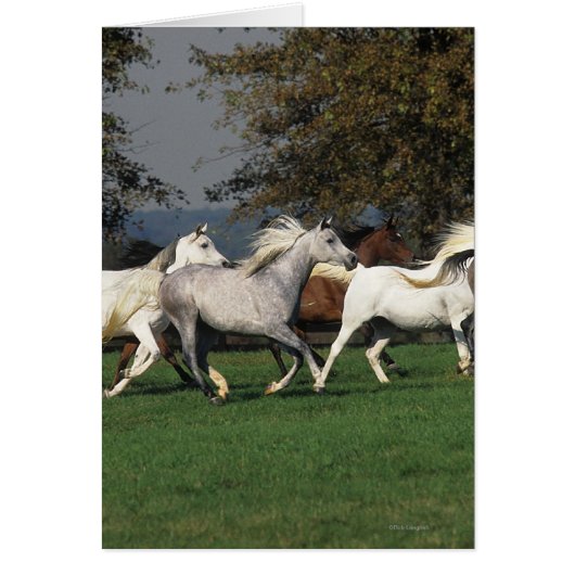 Arabs Running in Field Cards (Front)