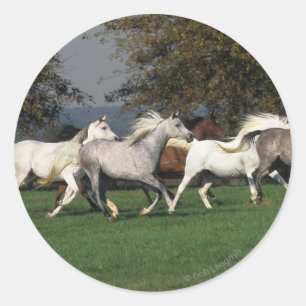 Arabs Running in Field Classic Round Sticker