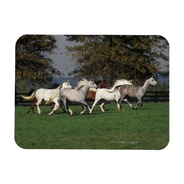 Arabs Running in Field Magnet (Horizontal)