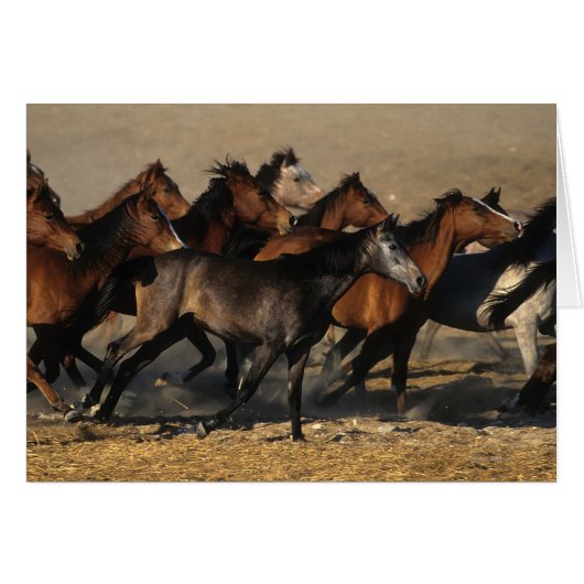 Arabs Running in the Desert Cards (Front Horizontal)