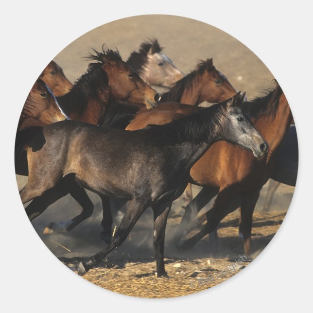 Arabs Running in the Desert Classic Round Sticker (Front)