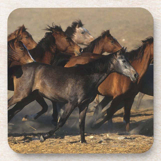 Arabs Running in the Desert Drink Coaster (Front)