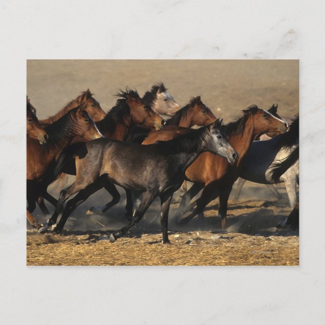 Arabs Running in the Desert Postcard (Front)