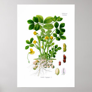 Arachis hypogaea (Peanut) Poster