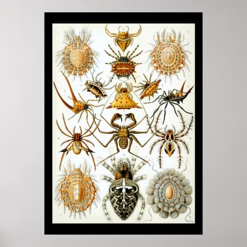 Arachnids by Ernest Haeckel poster