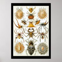 Arachnids by Haeckel vintage spider illustration
