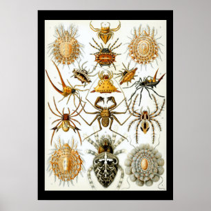 Arachnids by Haeckel vintage spider illustration Poster
