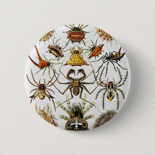 Arachnids Golden Spiders plate 66 Button