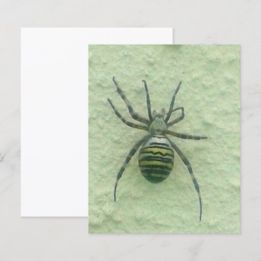 Araignee spider (Front/Back)