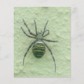 Araignee spider (Front)