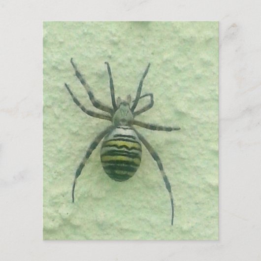 Araignee spider (Front)