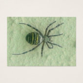 Araignee spider (Front)