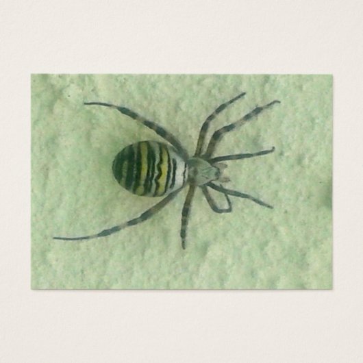 Araignee spider (Front)