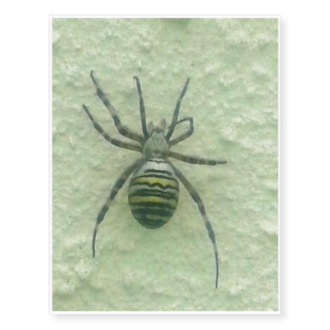 Araignee spider temporary tattoos (Front)