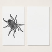 Aranea Avicularia, Black Cuban Spider (Front & Back)