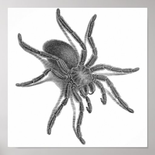 Aranea Avicularia, Black Cuban Spider Poster | Zazzle