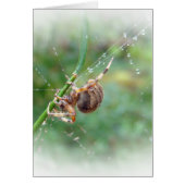 Araneus - Orb Weaver Spider (Front)