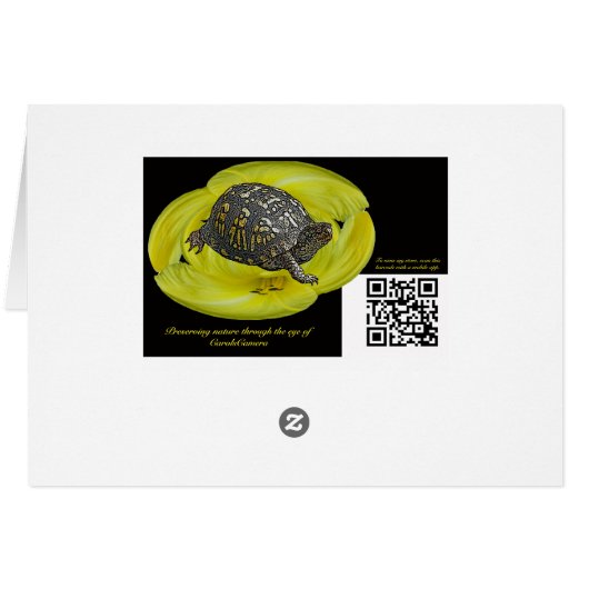 Araneus - Orb Weaver Spider (Back Horizontal)