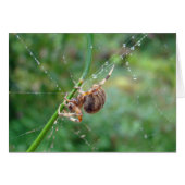 Araneus - Orb Weaver Spider (Front Horizontal)