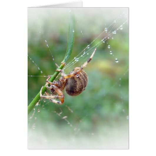 Araneus - Orb Weaver Spider Cards (Front)