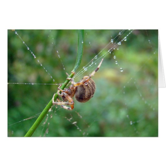 Araneus - Orb Weaver Spider Cards (Front Horizontal)