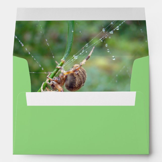 Araneus - Orb Weaver Spider Envelope (Back (Bottom))
