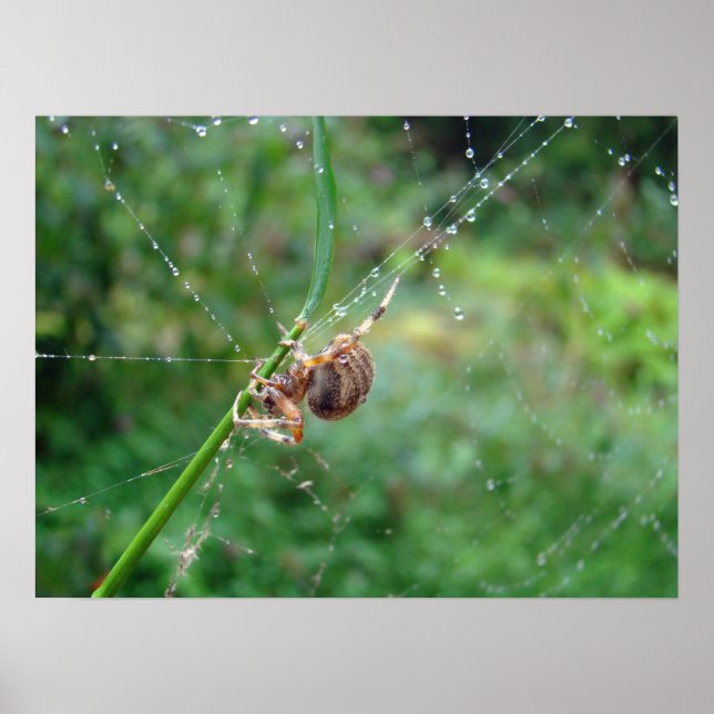Araneus - Orb Weaver Spider Poster (Front)