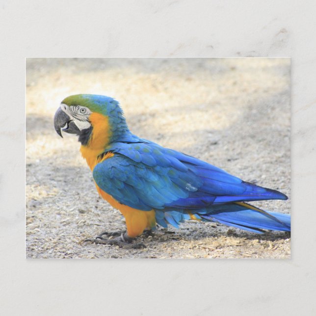 Arara, the real Carioca, Rio de Janeiro Citizen Postcard (Front)