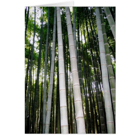 Arashiya Bamboo Forest Cards (Front)
