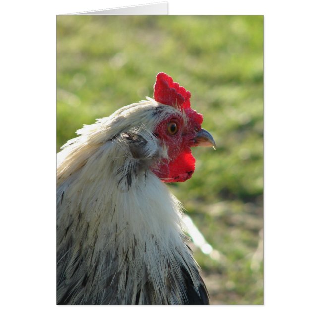 Araucana Rooster Cards (Front)