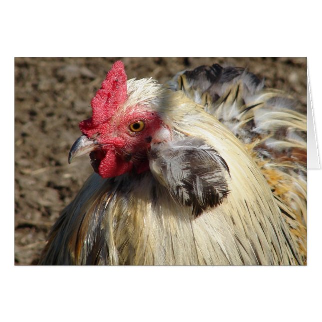 Araucana Rooster Cards (Front Horizontal)
